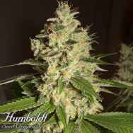 Humboldt Seed Organization Raspberry Diesel